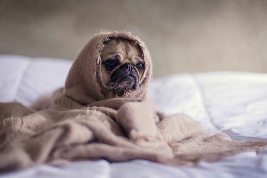 Pug in blanket struggling to lucid dream tonight